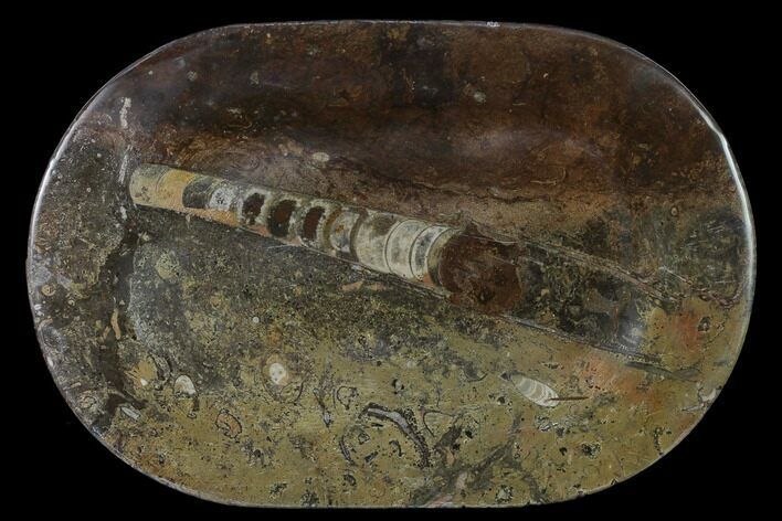Fossil Orthoceras & Goniatite Oval Plate - Stoneware #140227